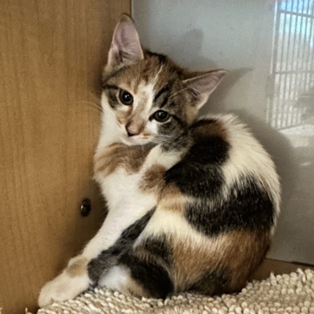 GHOST - Domestic Shorthair available for adoption