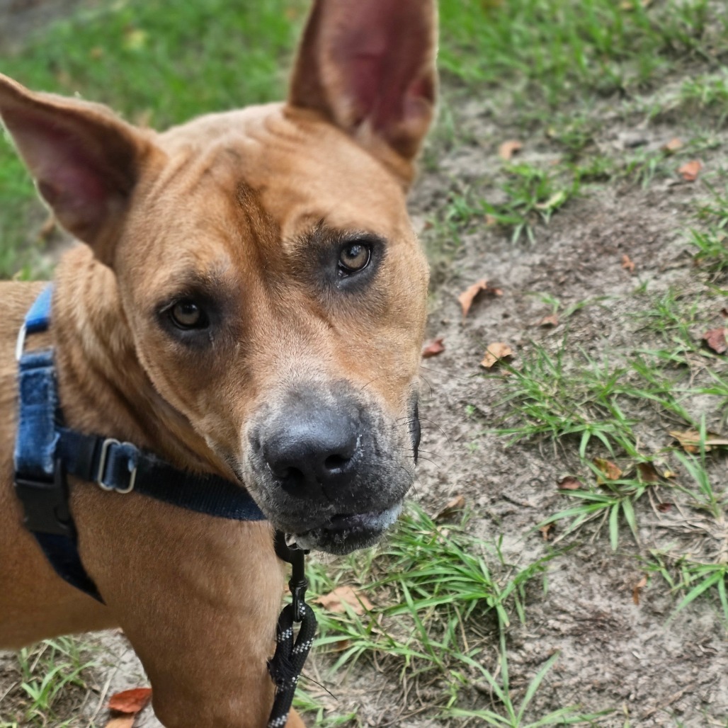 CASSIE - Mixed Breed (Medium) available for adoption