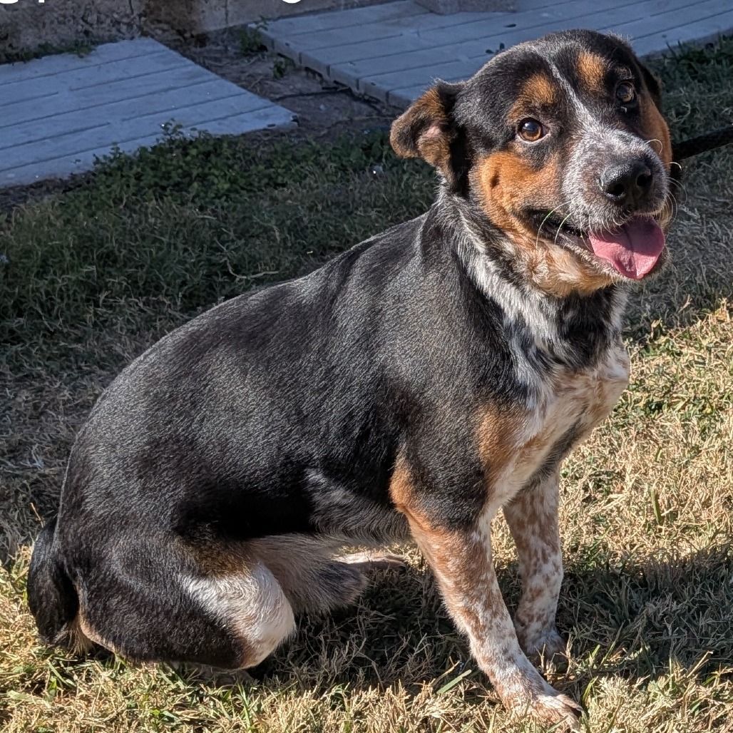 Snuggles, available for adoption at PVAS