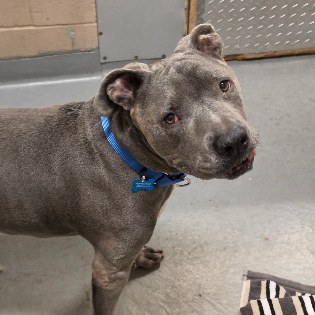 Pit Bull
