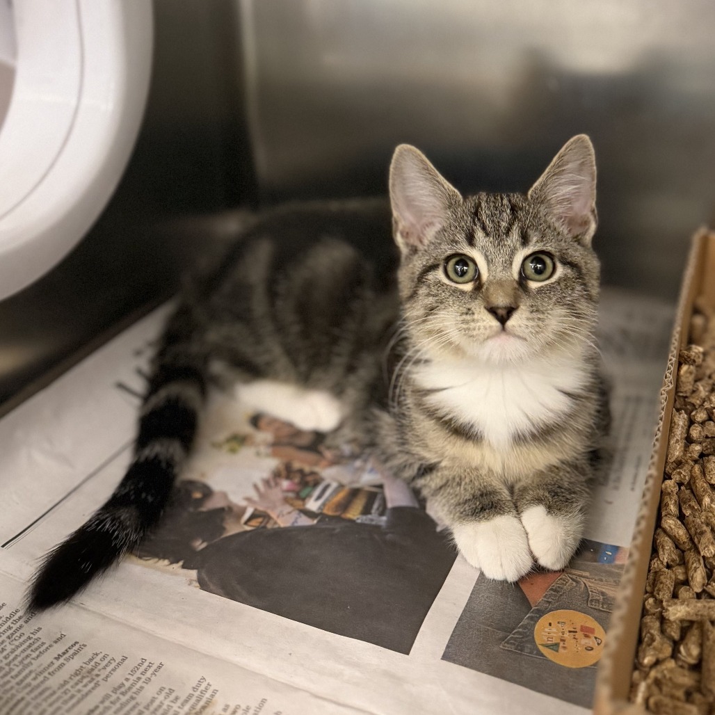 SASUKE - Domestic Shorthair available for adoption