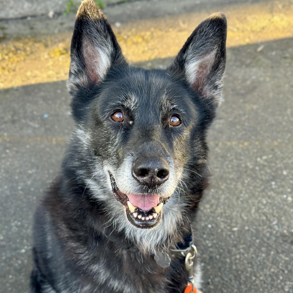 German Shepherd