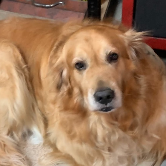 Oaklee