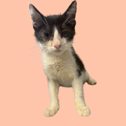  Photo of Jinx