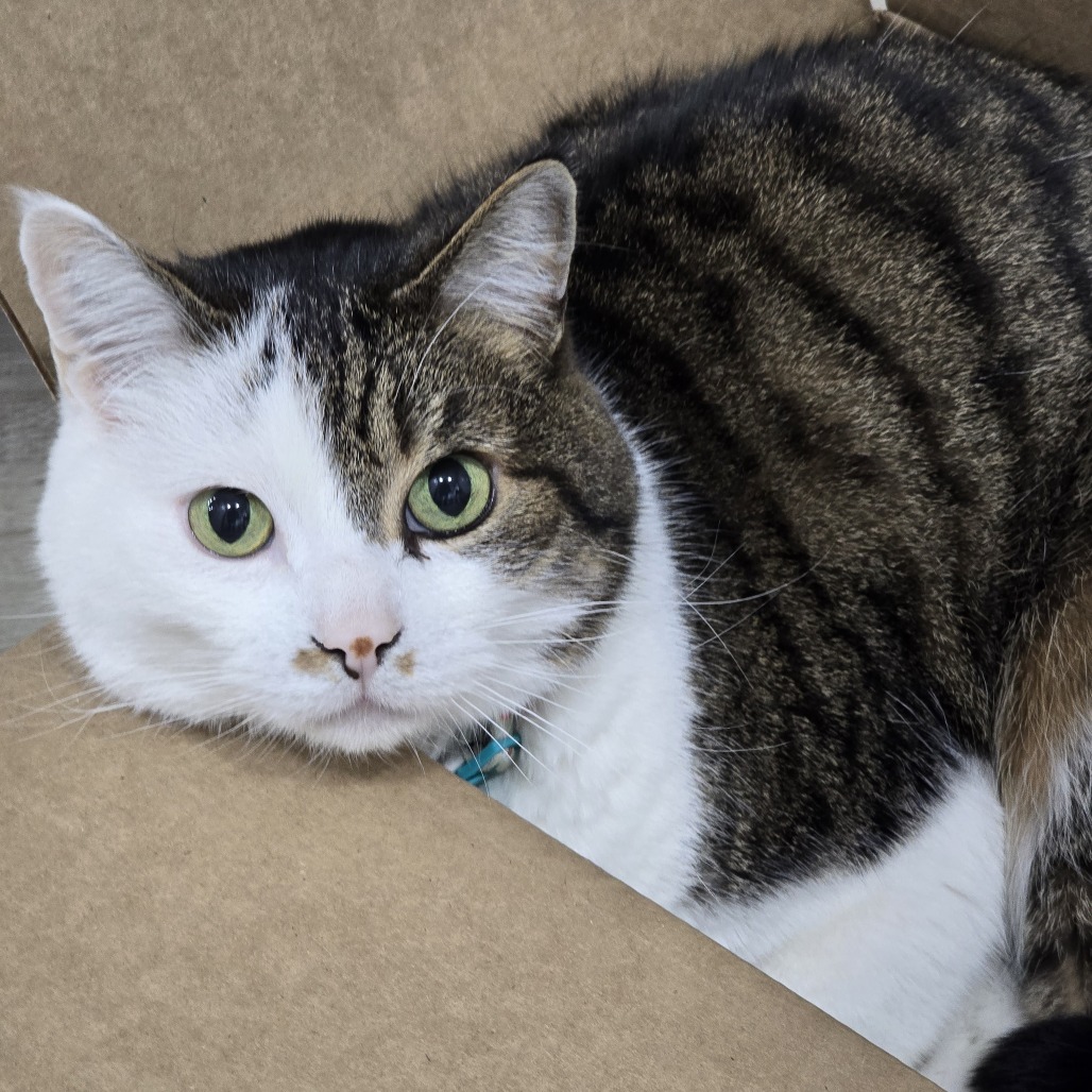 Mr. Bigglesworth (Biggles) is available for adoption at Humane Society ...