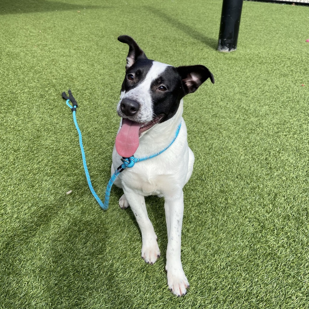 GEMMA - Mixed Breed (Medium) available for adoption