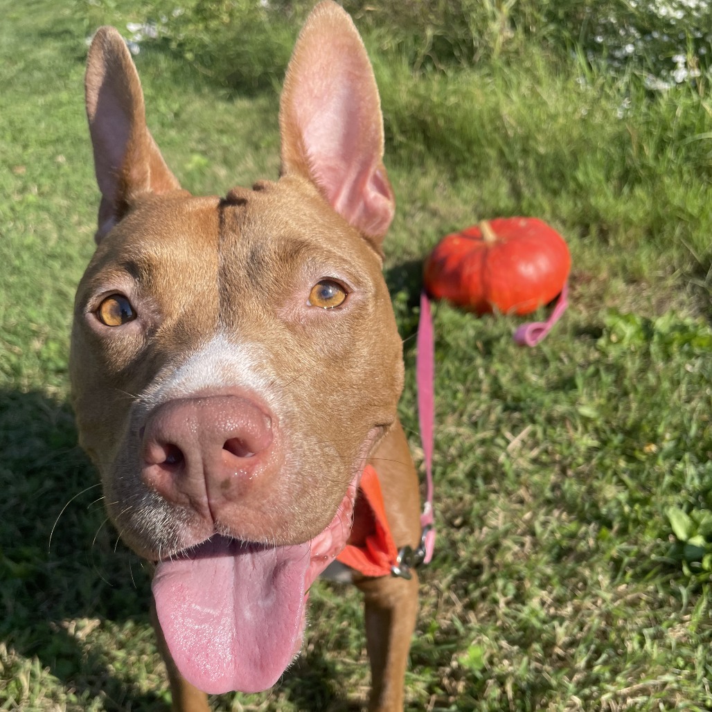 GABY BIRL - Terrier / American Pit Bull available for adoption