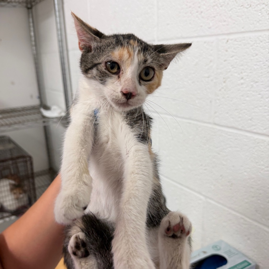 Mercedes, available for adoption at PVAS