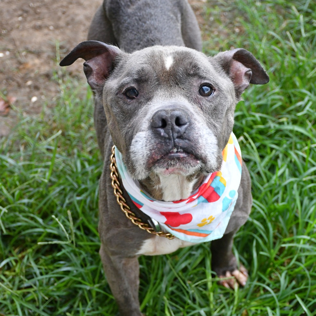 EXPO - Terrier / American Pit Bull available for adoption