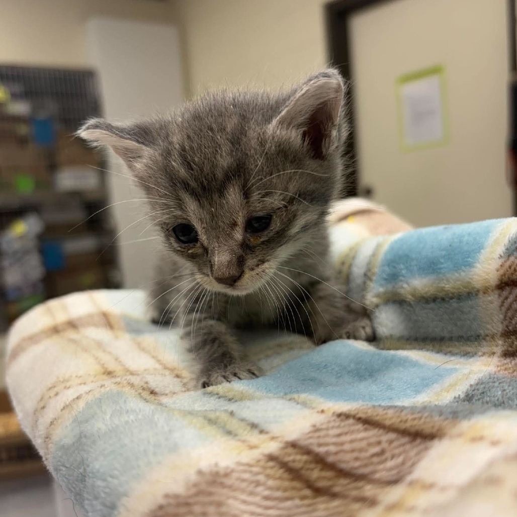 Kiwi 26-10-017, photo 2