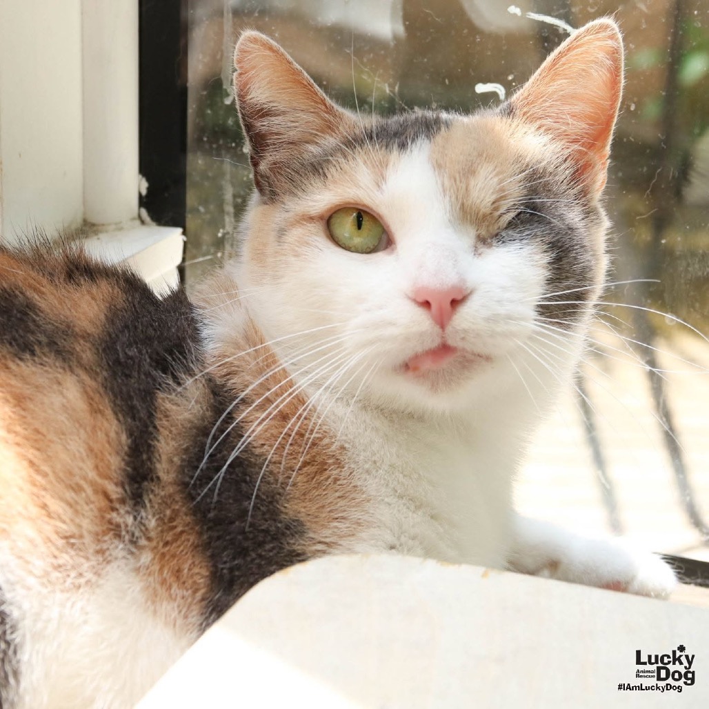BLINKIE - Domestic Shorthair available for adoption