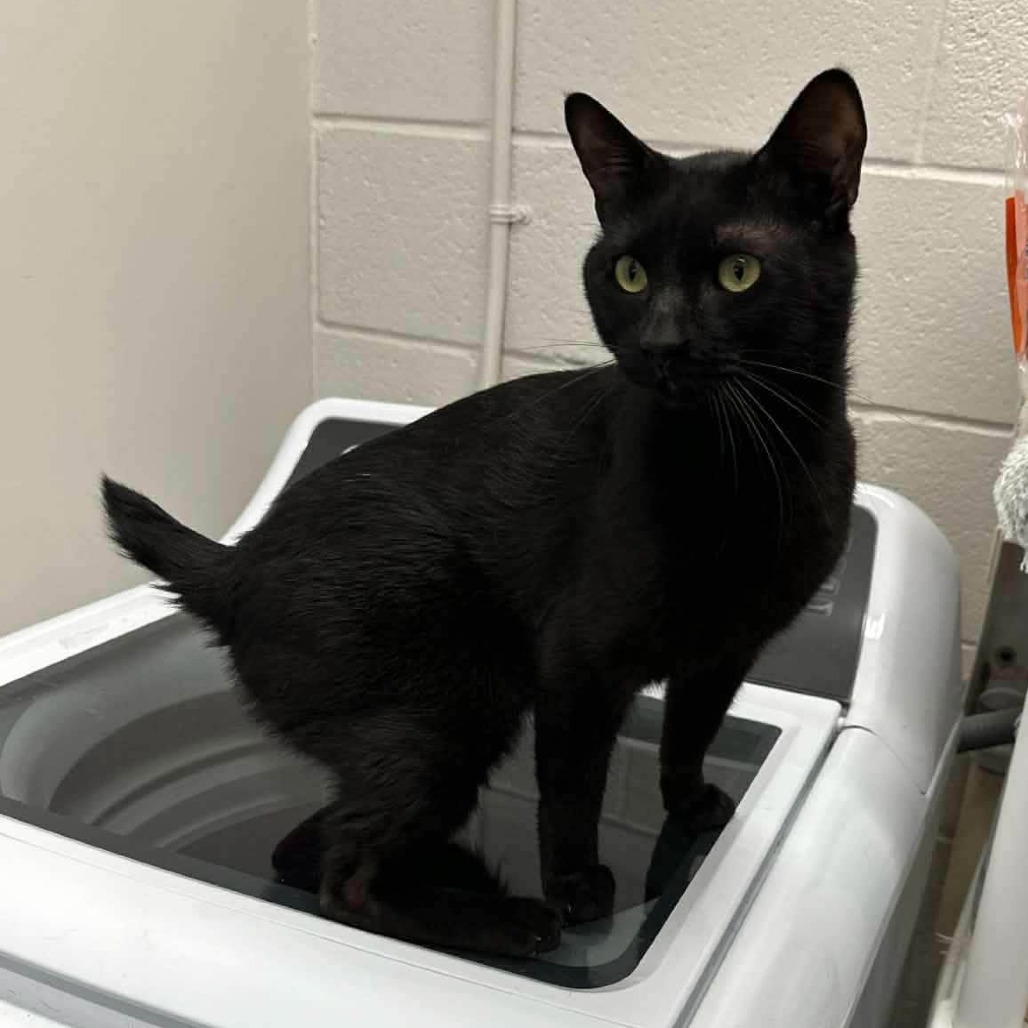 NUBS - Domestic Shorthair available for adoption