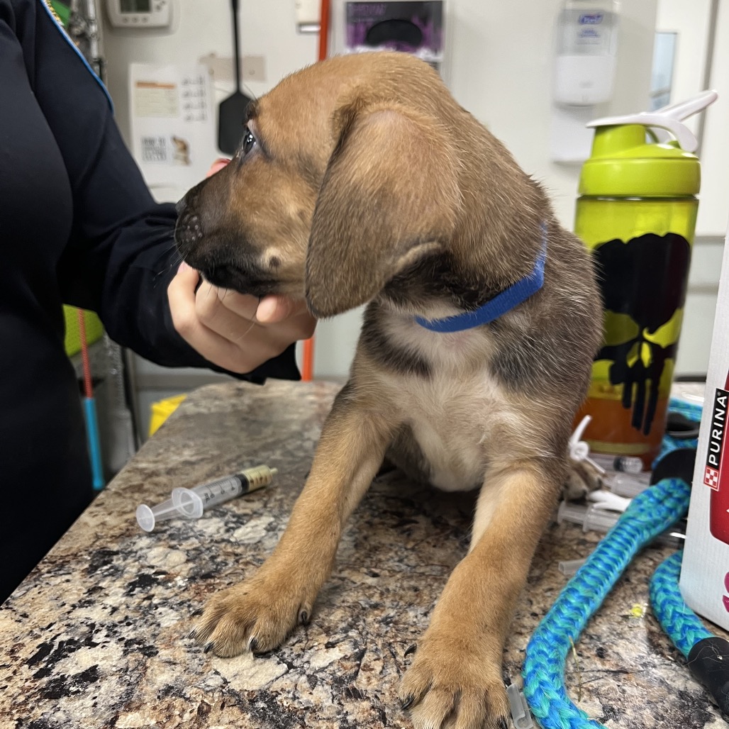 Lotis — thumbnail 2