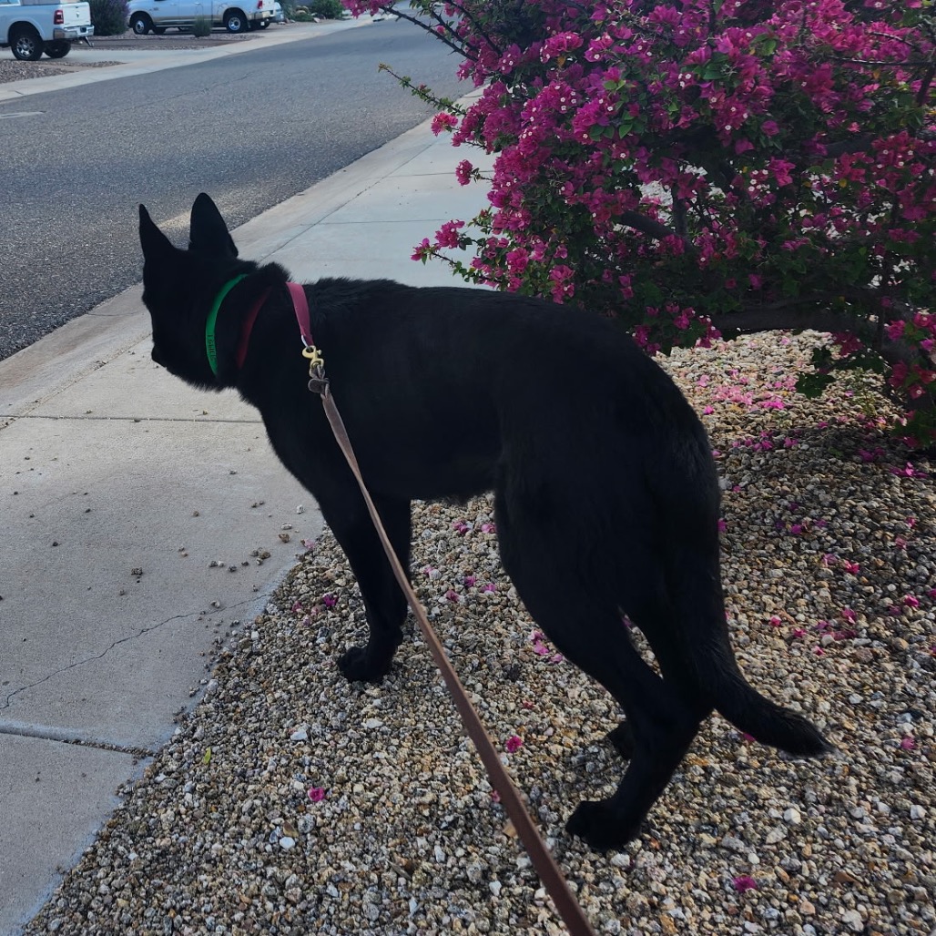 Maximus, photo 3
