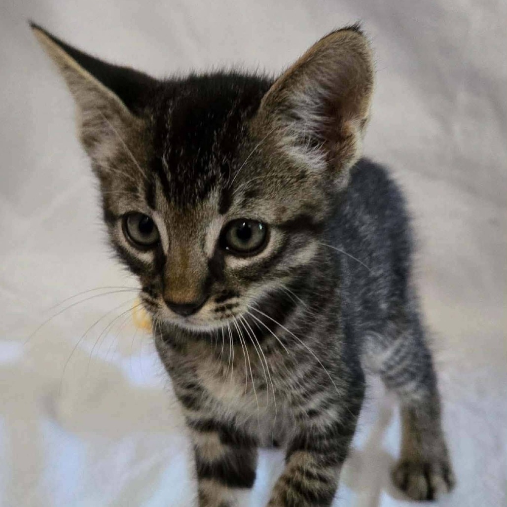 LEO - Domestic Shorthair available for adoption