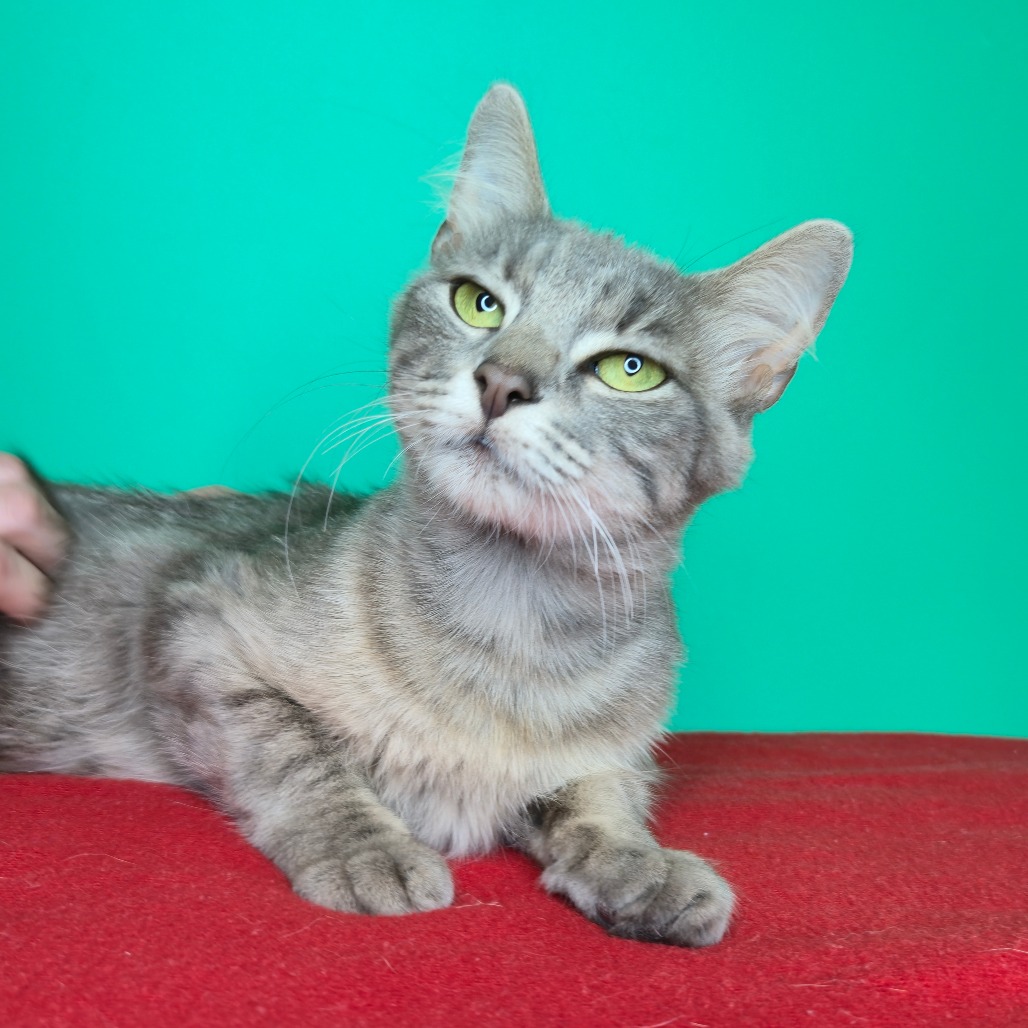 TRINITY - Domestic Shorthair available for adoption