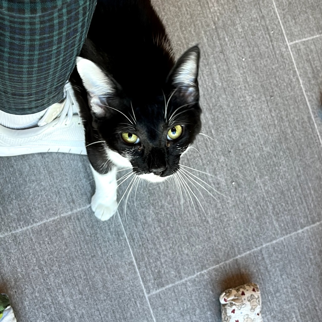 Pippa, photo 4