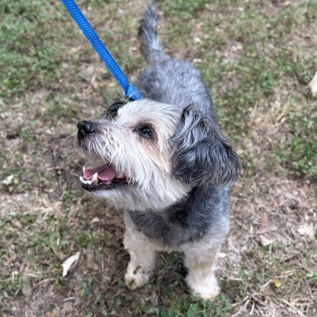 BARKLEY - Terrier, Yorkshire, Yorkie / Poodle available for adoption