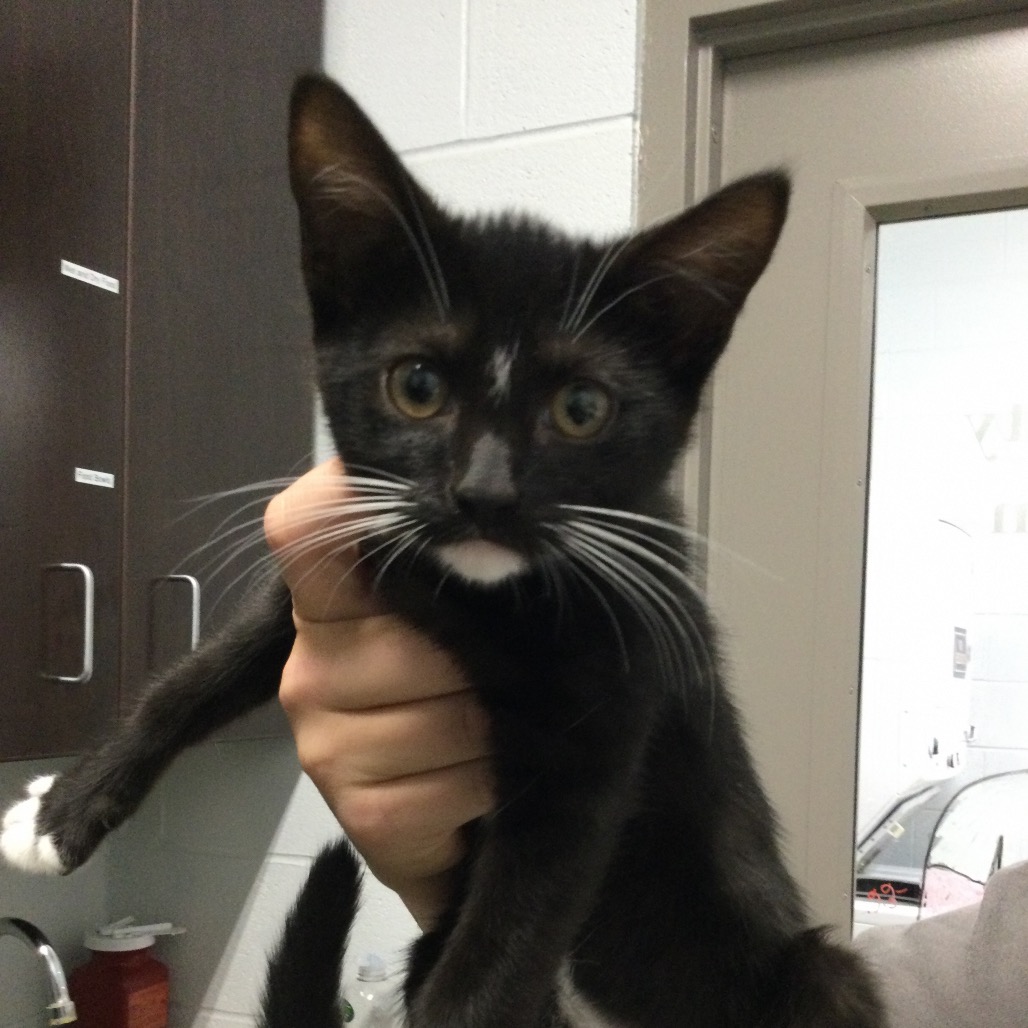 TATER TOT (NO COLLAR) - Domestic Shorthair available for adoption
