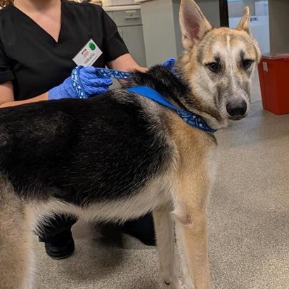 DIAMOND - Mixed Breed (Large) available for adoption