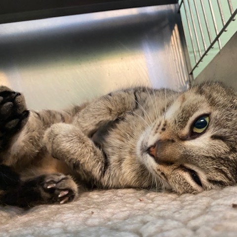 MUFFIN - Domestic Shorthair available for adoption