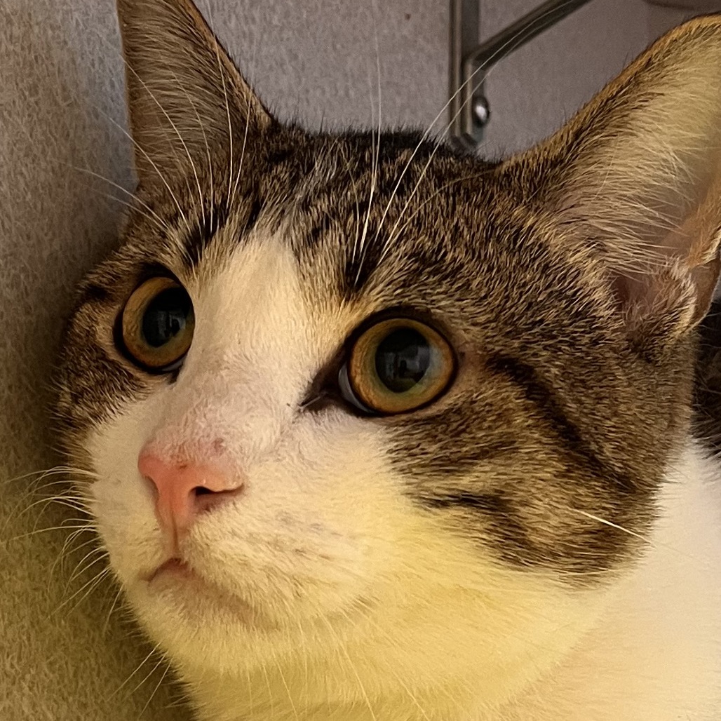 Photo of Nick Carraway 4