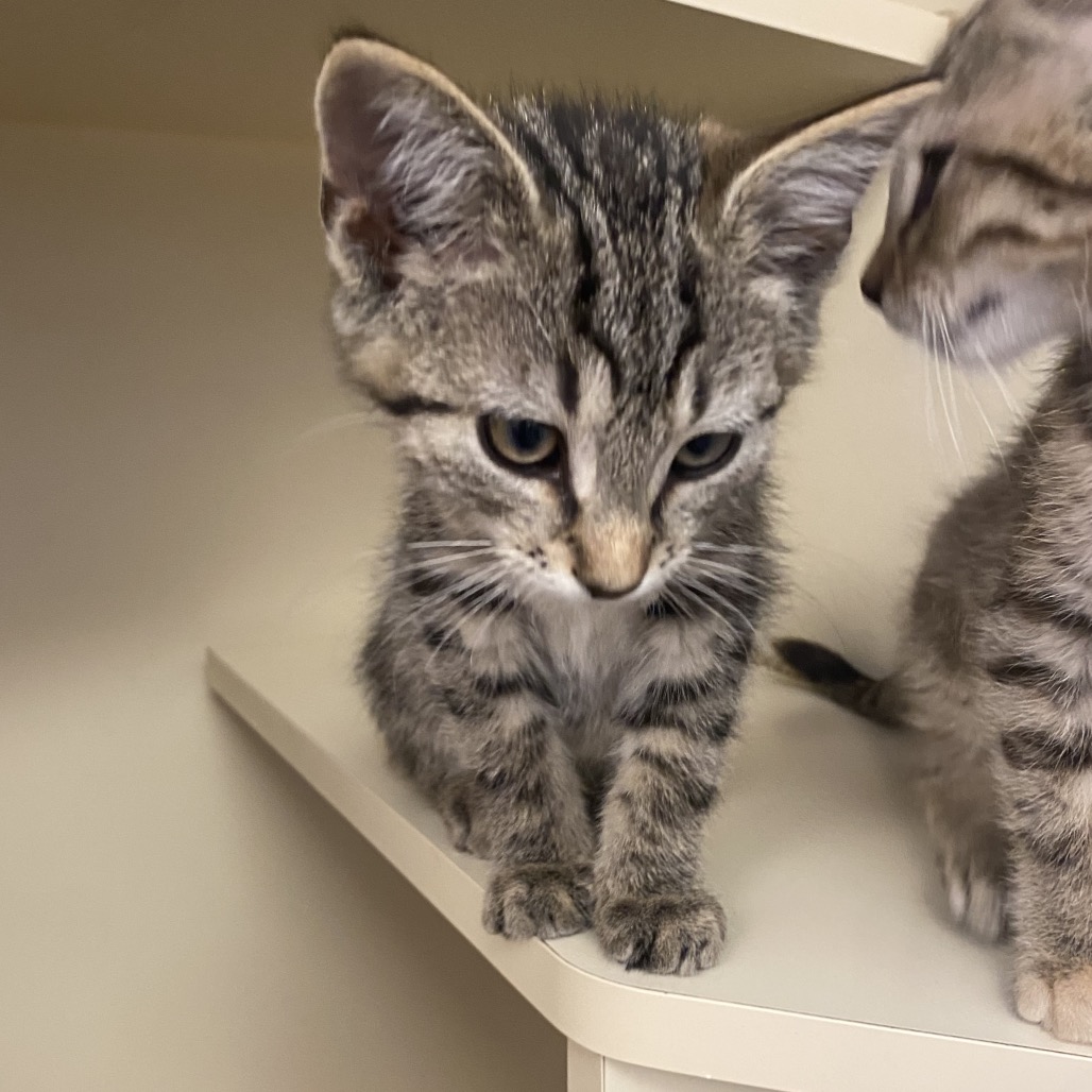 CRICKET COBWEB - Domestic Shorthair available for adoption