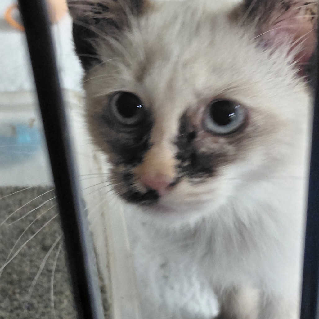 ATHENA - Domestic Shorthair available for adoption