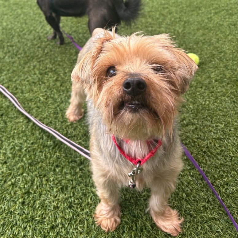 COOPER - Terrier, Yorkshire, Yorkie / Mixed Breed (Small) available for adoption