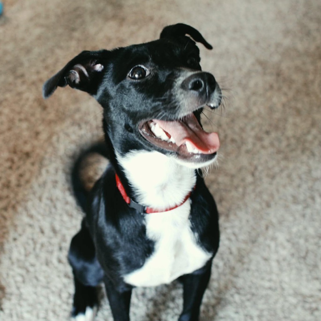 Artie, available for adoption