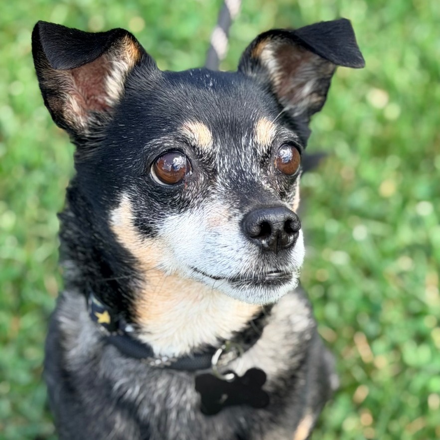 Jack Black- $90 Adoption Fee!