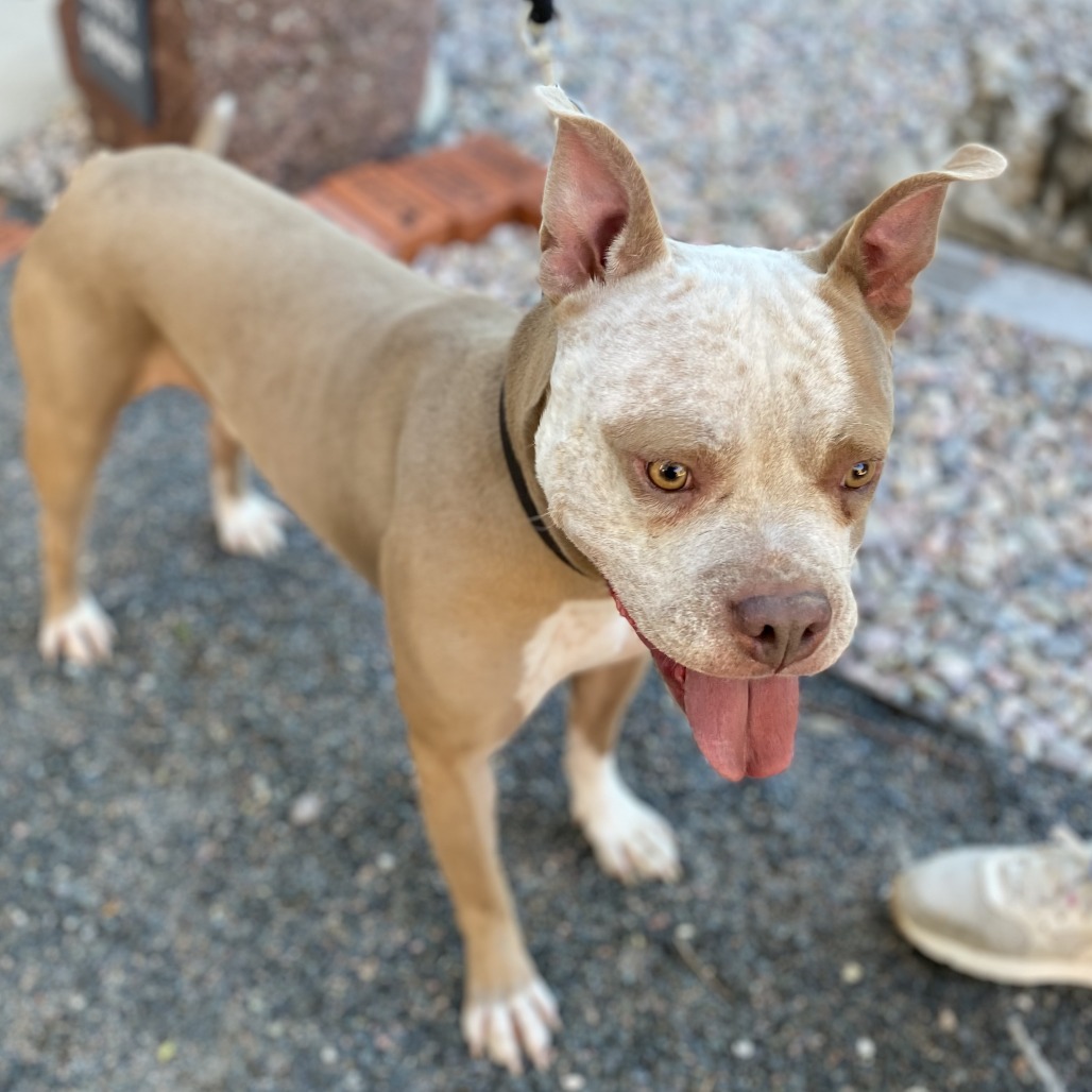 Koda, photo 4