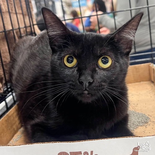 SUNNY CAT - Domestic Shorthair / Mix available for adoption