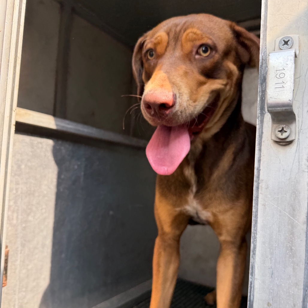 Guy, available for adoption at PVAS
