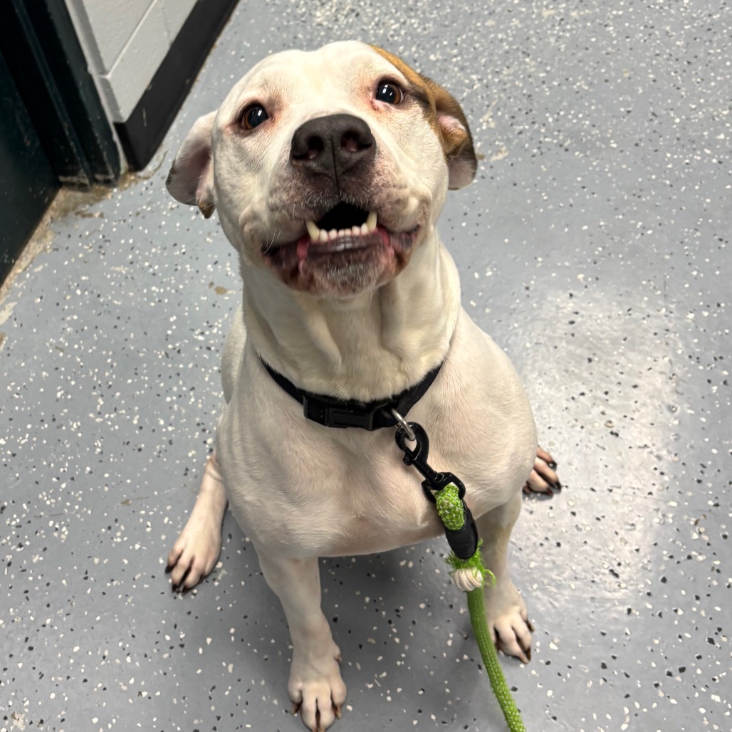 Jasper — thumbnail 4