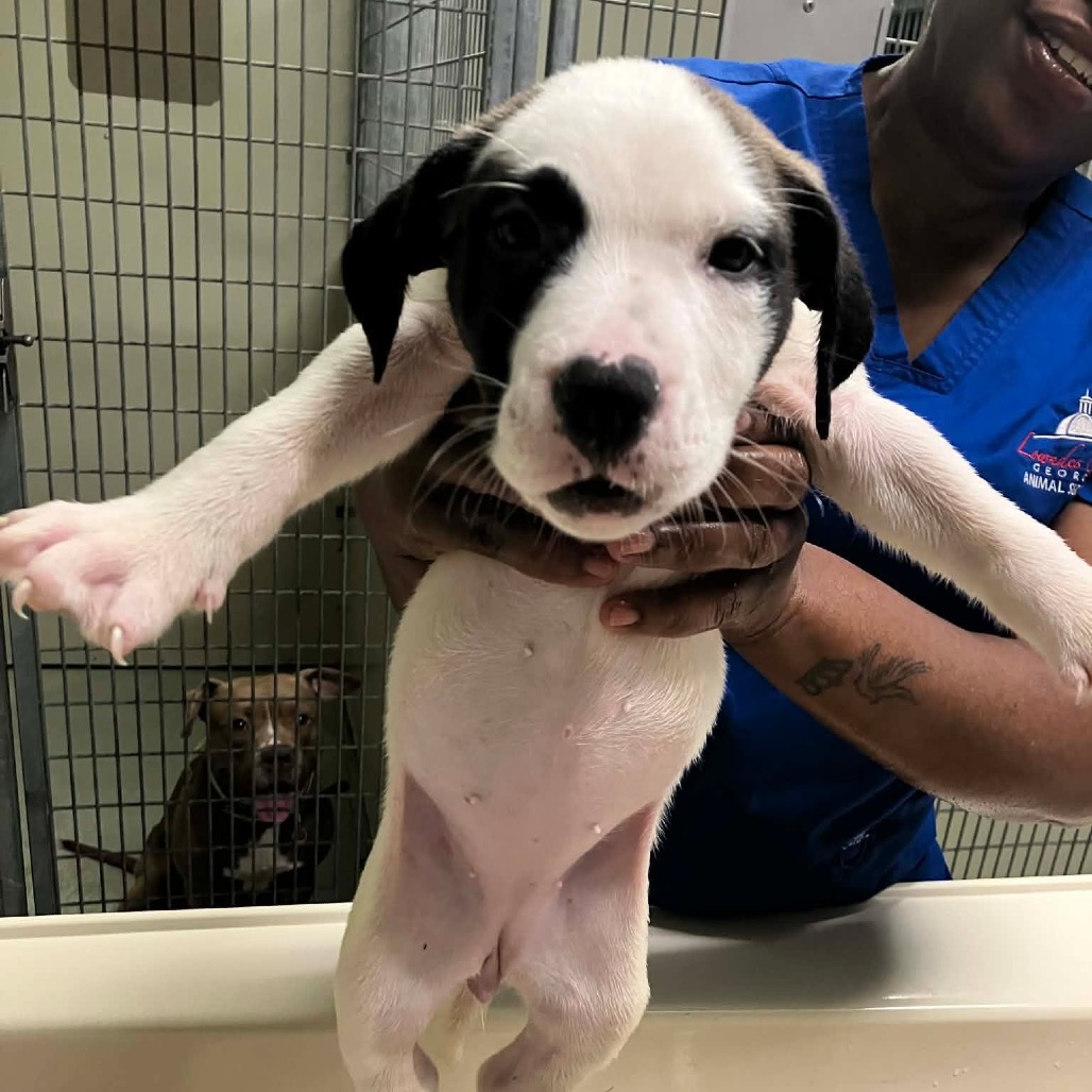 Courtney, a Terrier, Pit Bull / Mixed Breed (Medium)