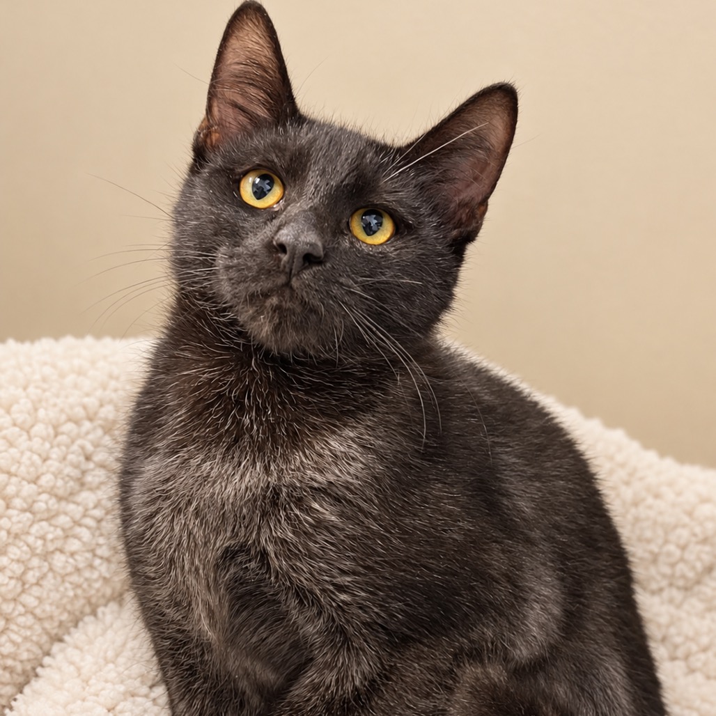 WINNIE - Domestic Shorthair available for adoption