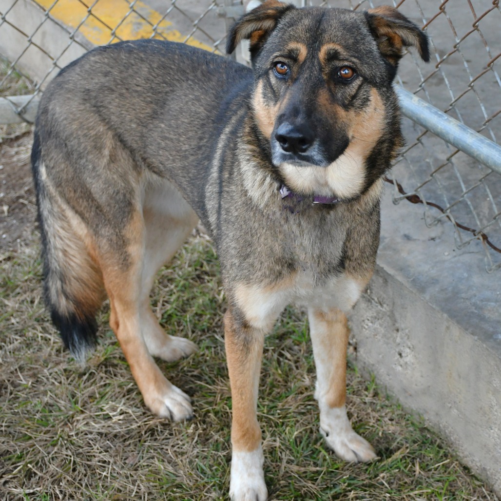 LOLA - Shepherd / German available for adoption