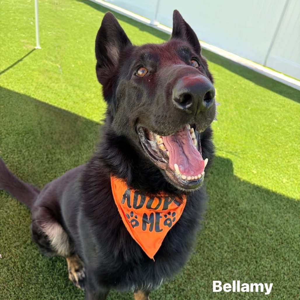 Bellamy, a large black dog