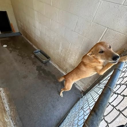 CUTIE-PIE - Shepherd for adoption in Chattanooga