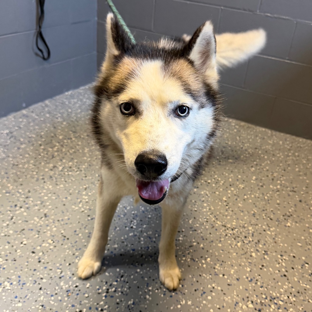  Photo of Scout