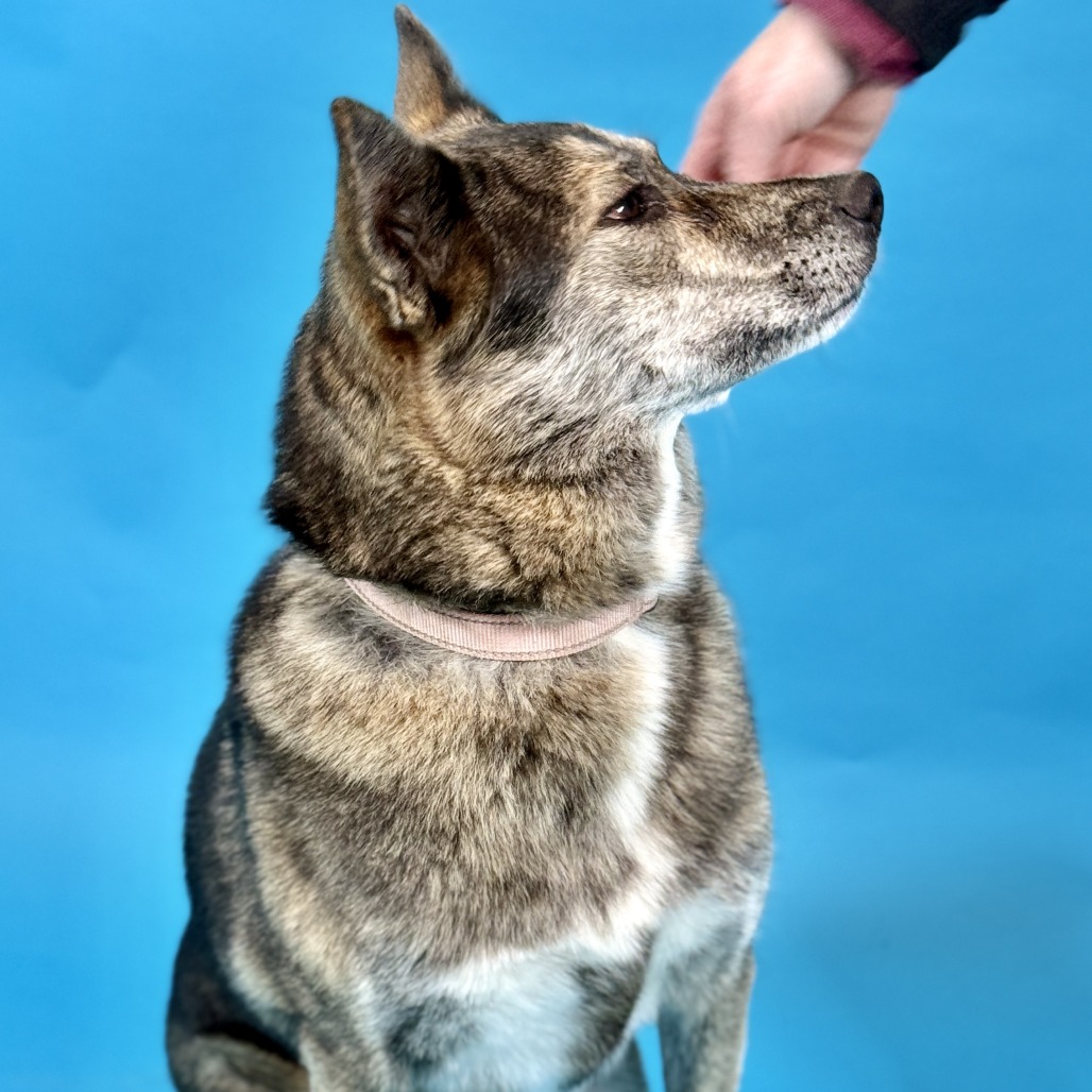 Addie / Everest — thumbnail 3