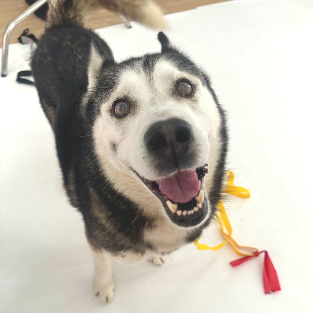 Wonton 13827 — thumbnail 4