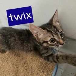 Twix picture #2