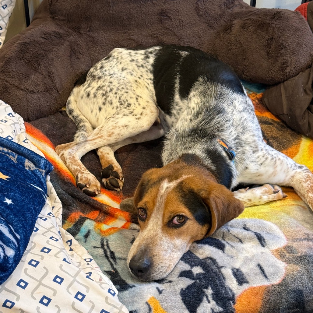 Cannoli — thumbnail 3