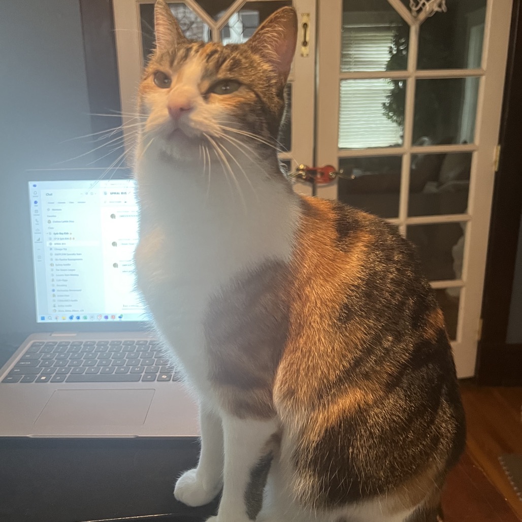 Calico/White Domestic Shorthair Cat