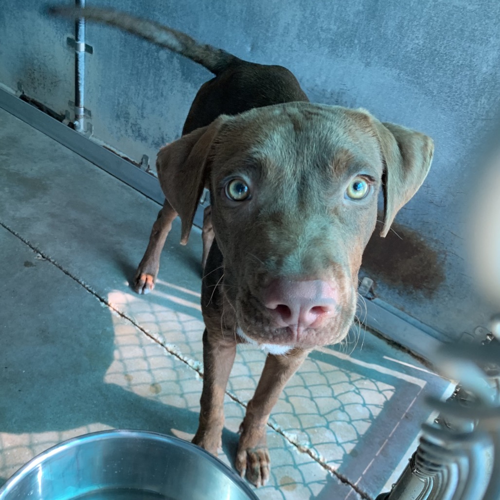FORKIE - Terrier, American Staffordshire / Retriever, Chocolate Labrador available for adoption