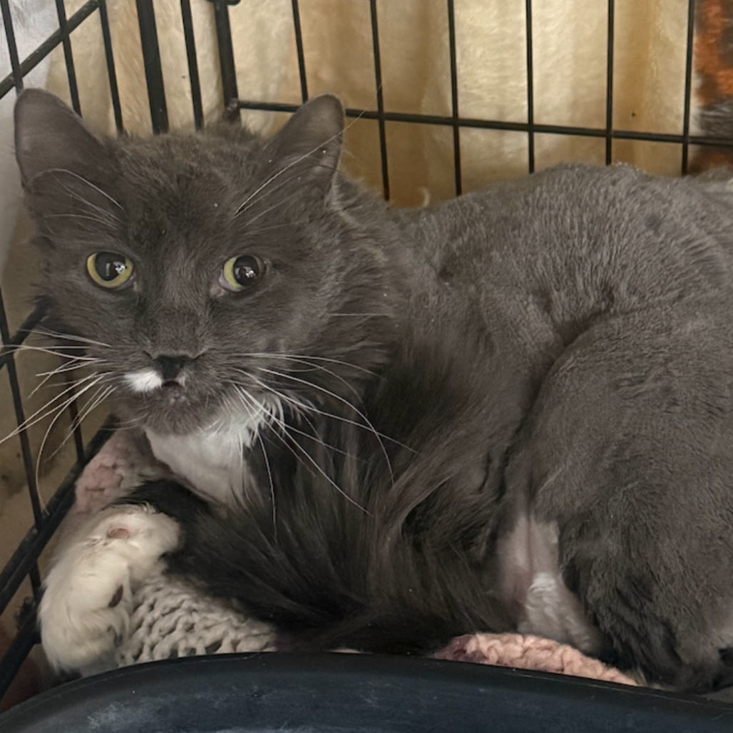 Buzz, available for adoption