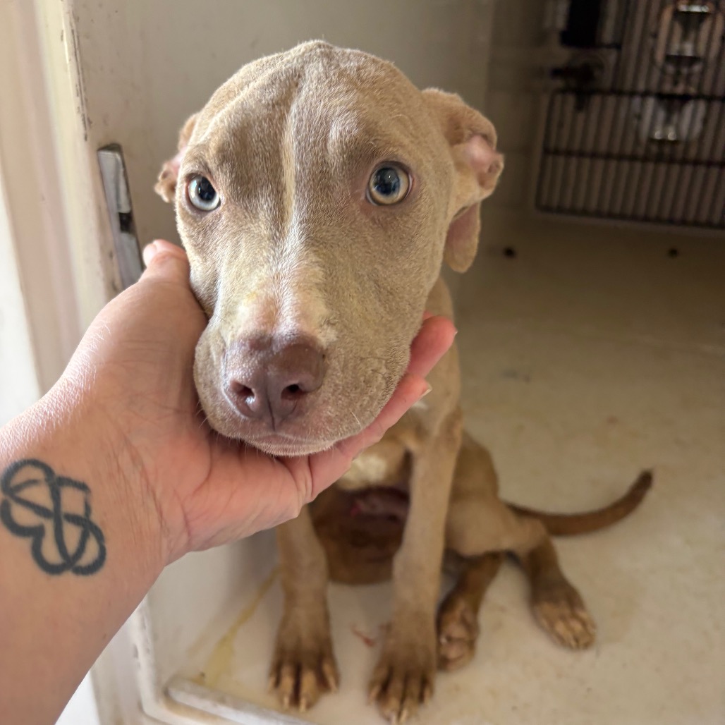 Pit Bull