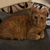 Ginger - Domestic Shorthair
